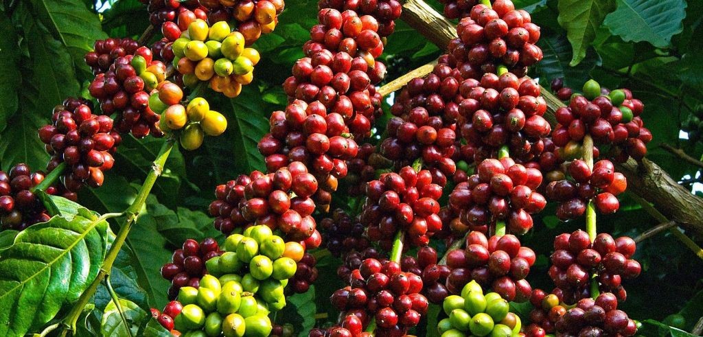 Lâm Đồng: Tập trung xây dựng các mô hình bền vững đối với cây cà phê