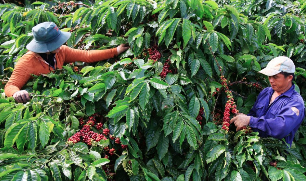 Di Linh xây dựng kế hoạch hoạt động nông nghiệp thích ứng EUDR