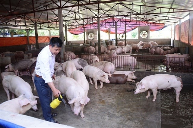 Thái Nguyên phát triển mô hình chăn nuôi an toàn sinh học theo hướng hữu cơ