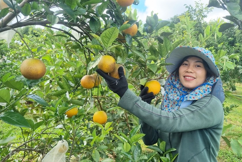 Gia Lai: Mở rộng diện tích sản xuất nông nghiệp hưu cơ