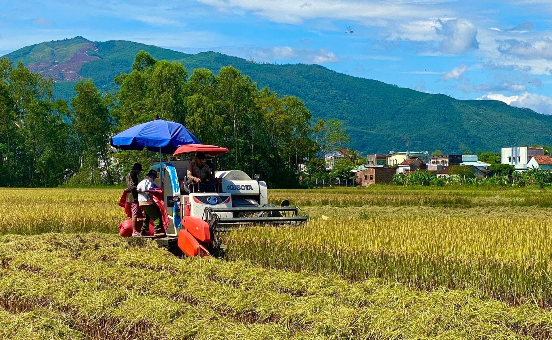 Bình Định: Ngành nông nghiệp giữ ví trí quan trọng trong phát triển kinh tế