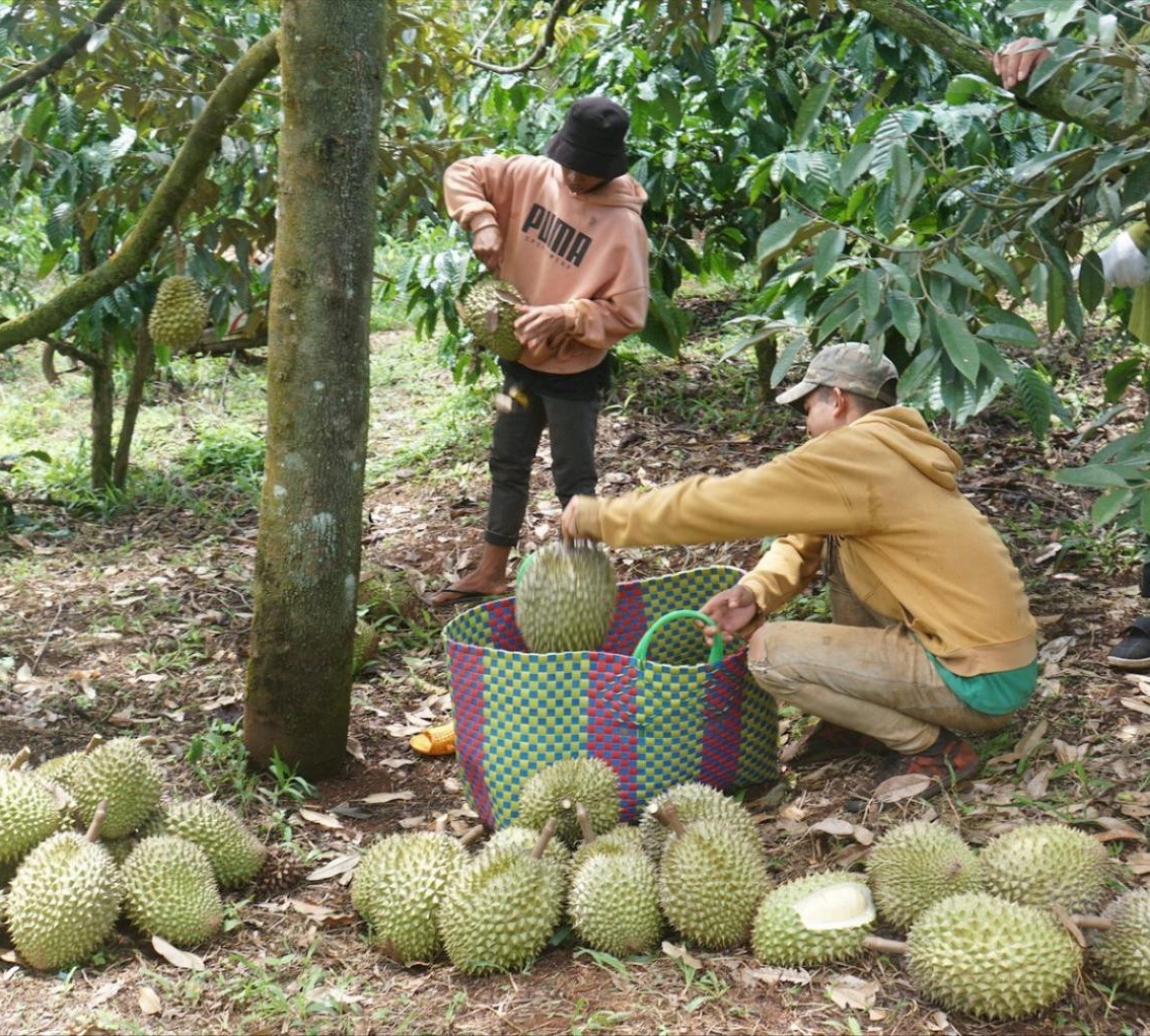 Đắk Nông: Định hướng phát triển nông nghiệp theo hướng công nghệ cao, nâng cao giá trị sản xuất