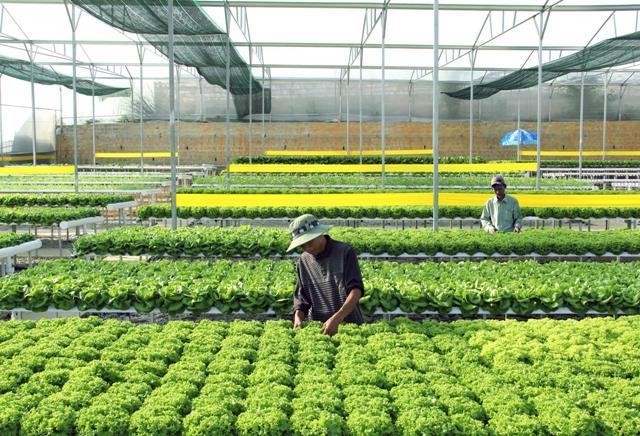 Đồng Nai: Chú trọng nâng cao giá trị sản xuất nông nghiệp