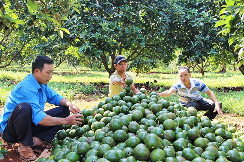 Tiềm năng xuất khẩu nông sản Tây Nguyên sang Trung Quốc