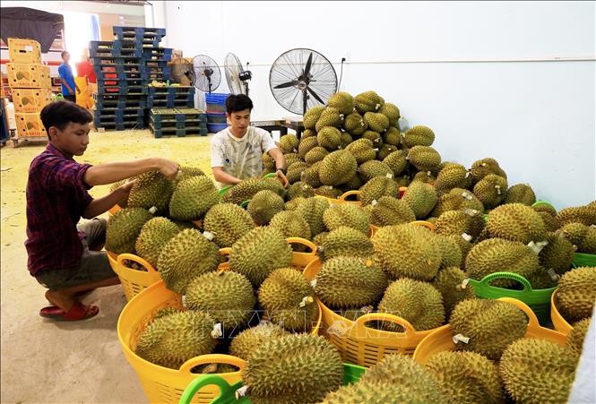 Xuất khẩu nông sản của Việt Nam tiếp tục gặt hái thành công lớn ngay từ đầu năm 2024