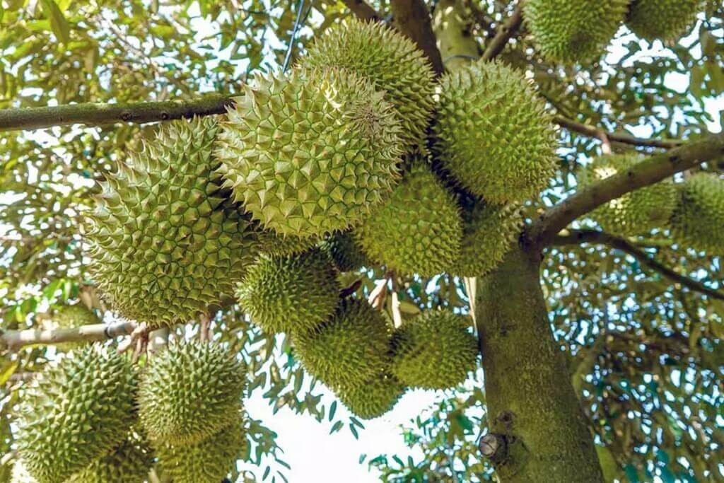Lâm Đồng: Tình hình kinh tế duy trì ổn định trong tháng đầu năm 2024