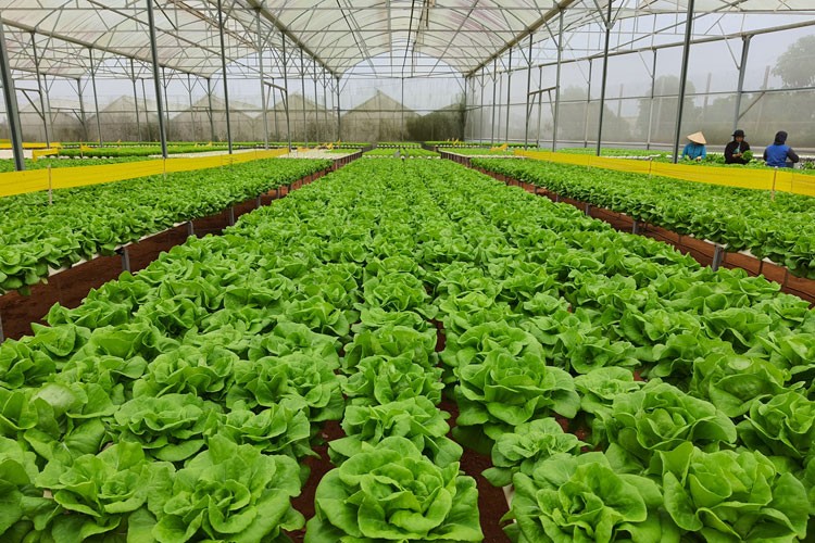 Ngành Nông nghiệp Lâm Đồng triển khai đồng bộ các giải pháp bứt phá trong năm 2024