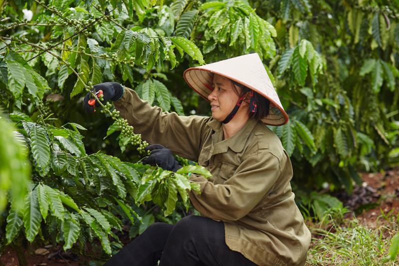 Gia Lai: Xuất khẩu nông sản bứt phá trong đầu năm 2024