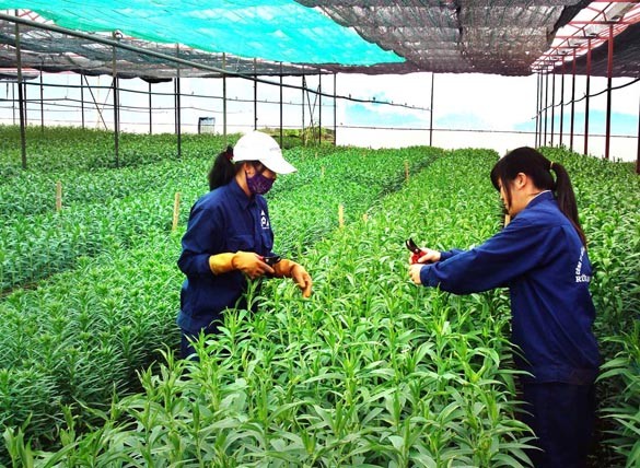 Đắk Nông: Phát triển nông nghiệp ứng dụng công nghệ cao bền vững, theo chuỗi giá trị