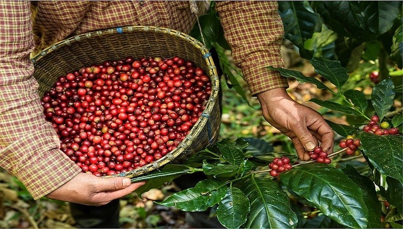 Xuất khẩu cà phê tăng về cả lượng và giá trị trong 2 tháng đầu năm