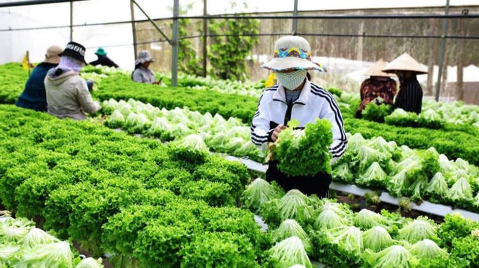 Lâm Đồng: Triển khai Dự án Cải thiện cơ sở hạ tầng nhằm phát triển nông nghiệp
