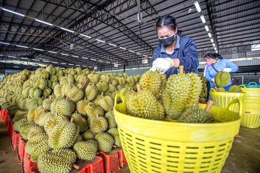 Kim ngạch xuất khẩu rau quả dự kiến sẽ bứt phá hơn trong năm 2024