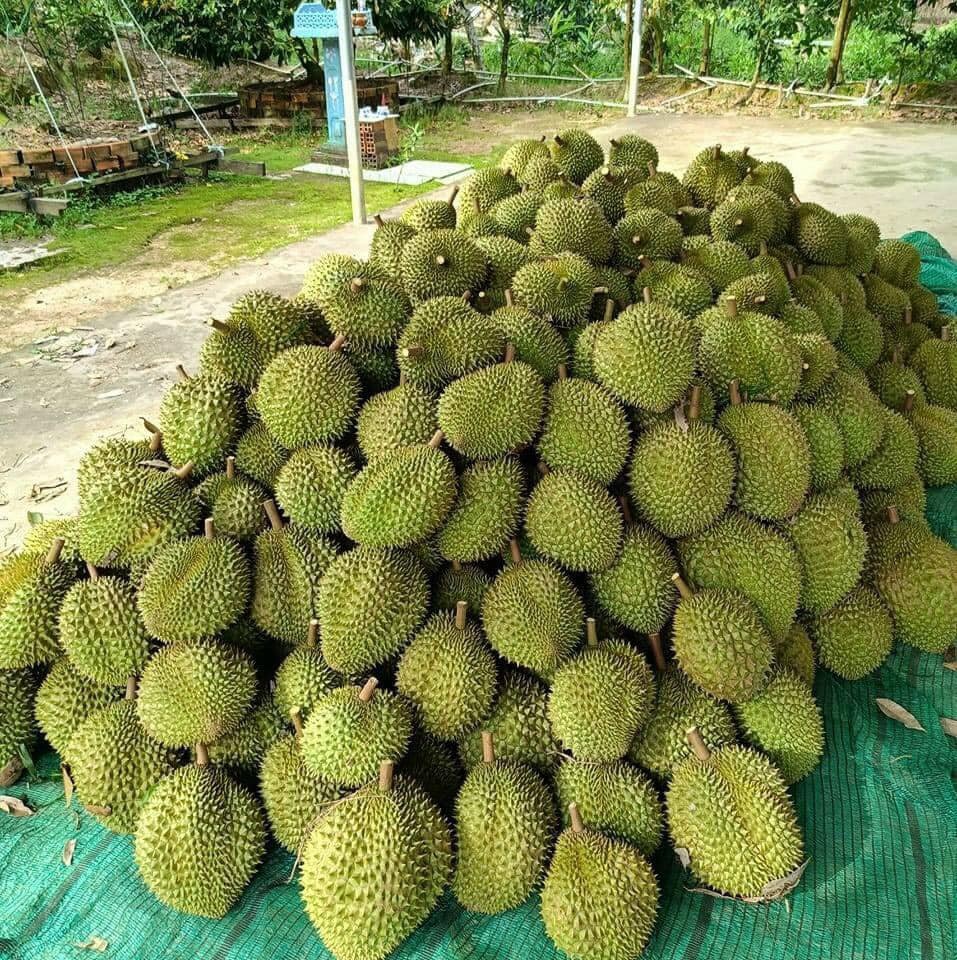 Lâm Đồng đánh dấu cột mốc xuất khẩu sầu riêng tăng kỷ lục