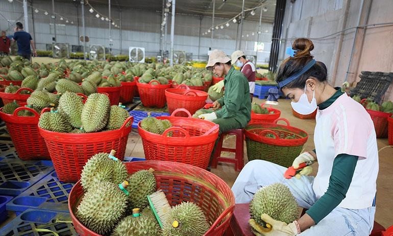 Đắk Lắk: Tích cực thực hiện các biện pháp đảm bảo chất lượng sầu riêng xuất khẩu