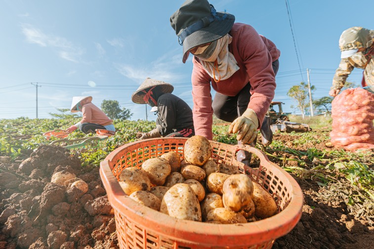 Lâm Đồng: Đẩy mạnh đăng ký bảo hộ nhãn hiệu chống xâm phạm thương hiệu nông sản Đà Lạt