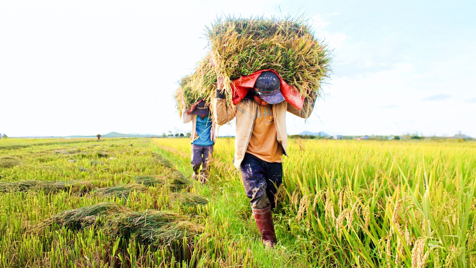 Lâm Đồng: Tăng trưởng ngành Nông nghiệp chưa đạt kỳ vọng
