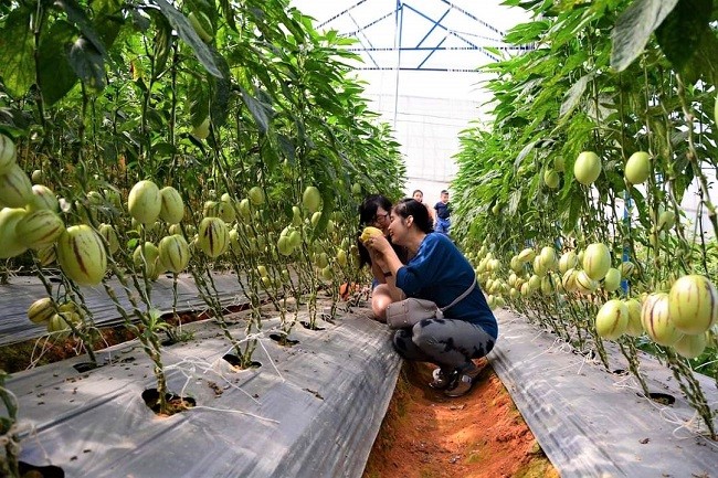 Lâm Đồng: Tháo gỡ những khó khăn thúc đẩy du lịch canh nông phát triển