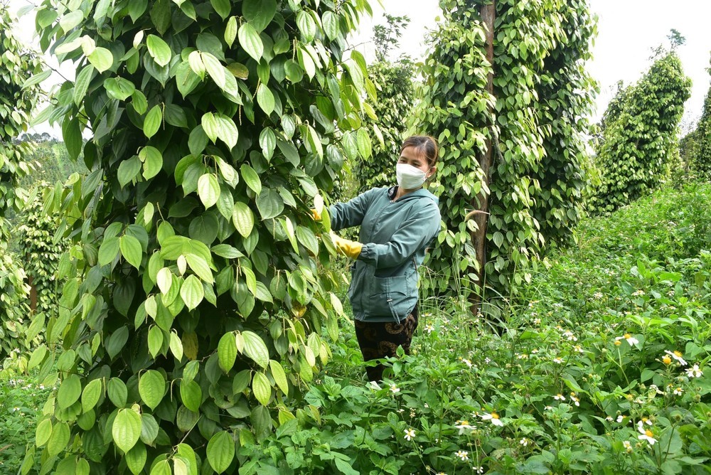 Nông dân Đăk Nông phát triển trồng hồ tiêu hữu cơ cải thiện cuộc sống