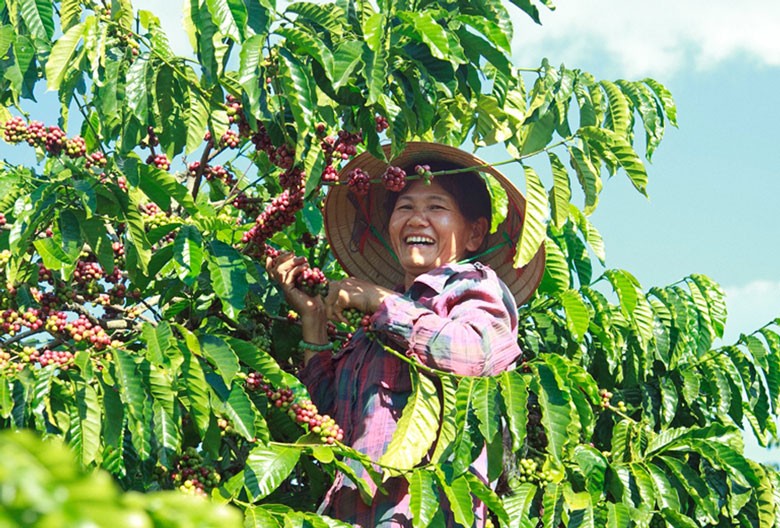 Lâm Đồng: Giá cà phê tăng mạnh, nông dân vừa mừng vừa lo