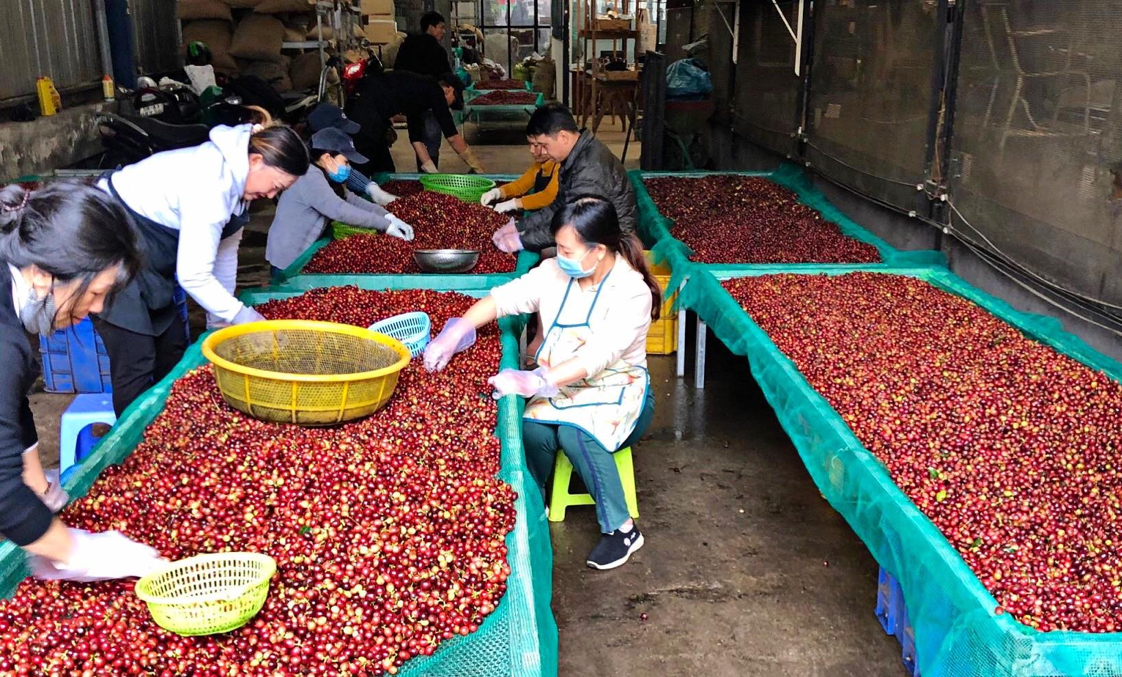 Nông dân Lâm Đồng phấn khởi khi giá cà phê đang ở mức cao kỷ lục
