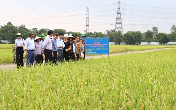 Bình Thuận:  Đẩy mạnh sản xuất lúa chất lượng cao theo tiêu chuẩn VietGAP