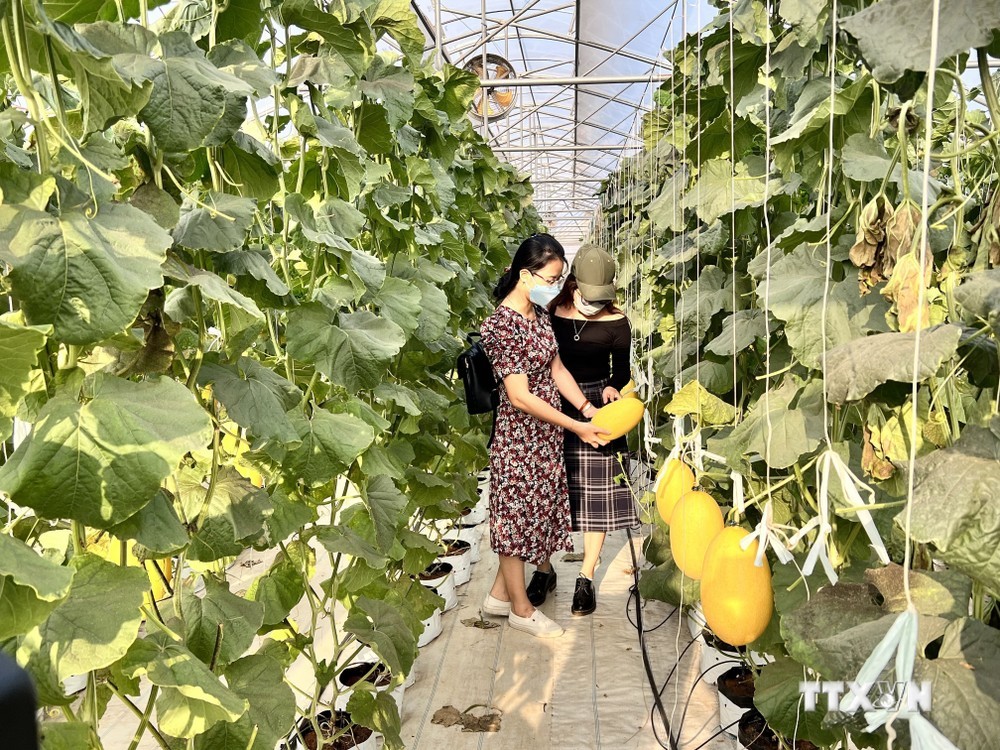 Bình Thuận: Phát huy hiệu quả ứng dụng công nghệ cao vào sản xuất nông nghiệp