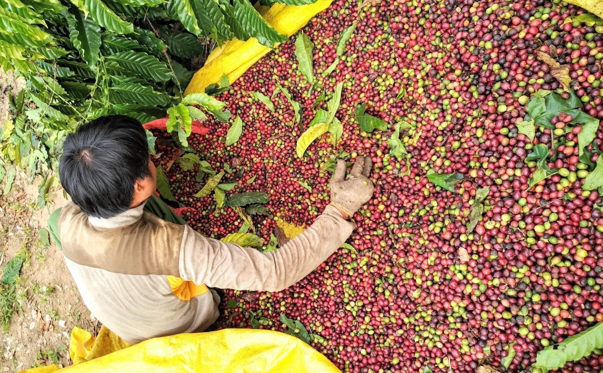 Lâm Đồng: Giá cà phê biến động đặt ra nhiều nguy cơ cho sự bền vững của ngành