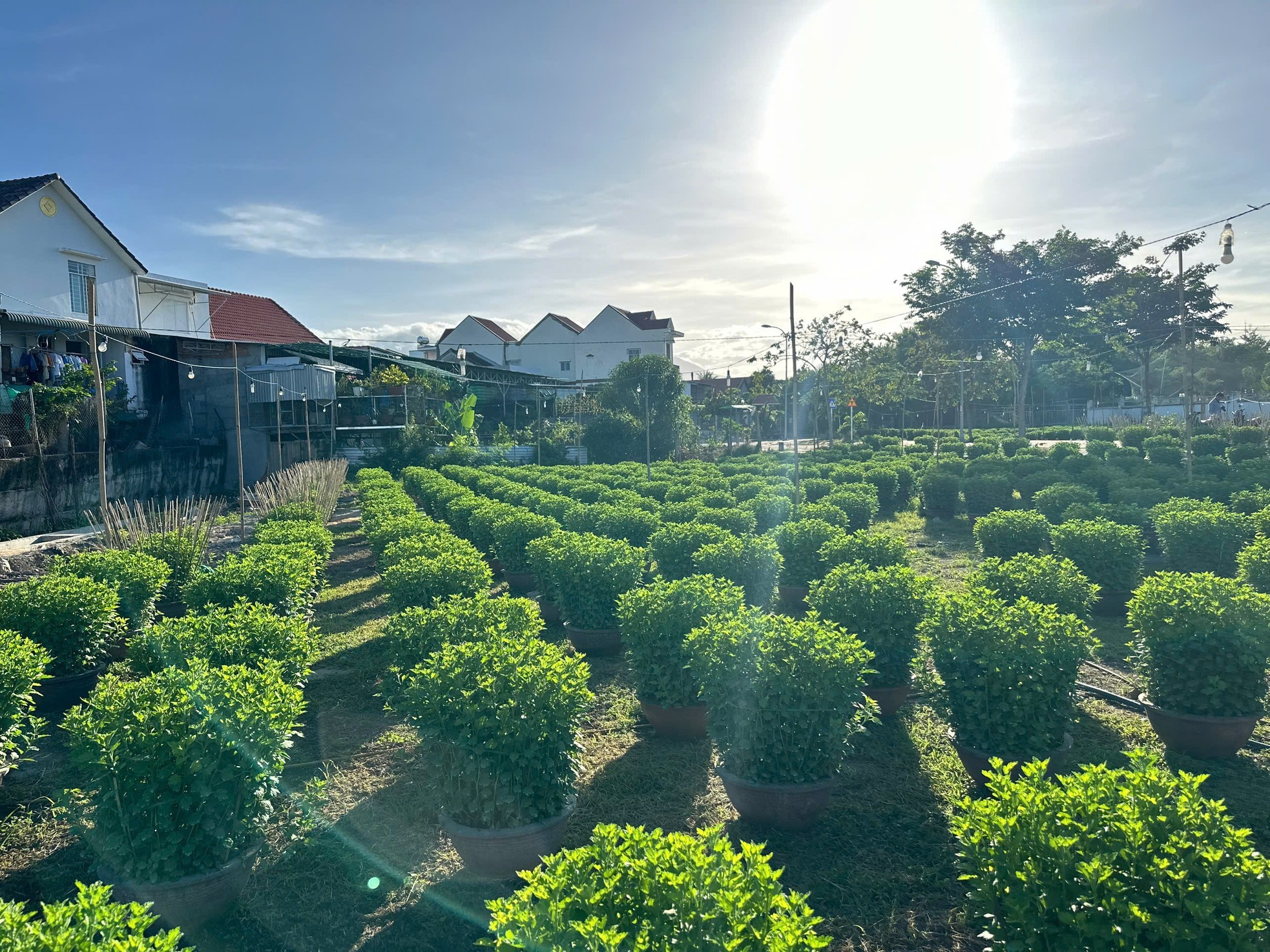 Khánh Hoà: Gần 35.000 chậu hoa Ninh Giang được đưa ra thị trường tết 2025