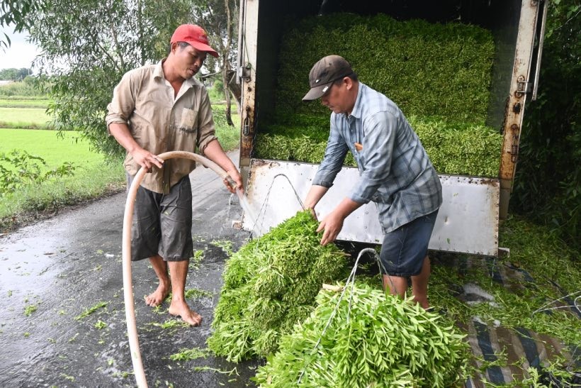 Bình Thuận: Nông dân Hàm Thuận Bắc trồng rau ngò gai thu nhập hơn 500 ngàn mỗi ngày