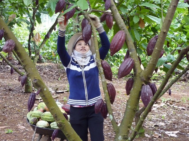 Hiệu quả kinh tế từ mô hình canh tác cây ca cao ở Đạ Huoai - Lâm Đồng