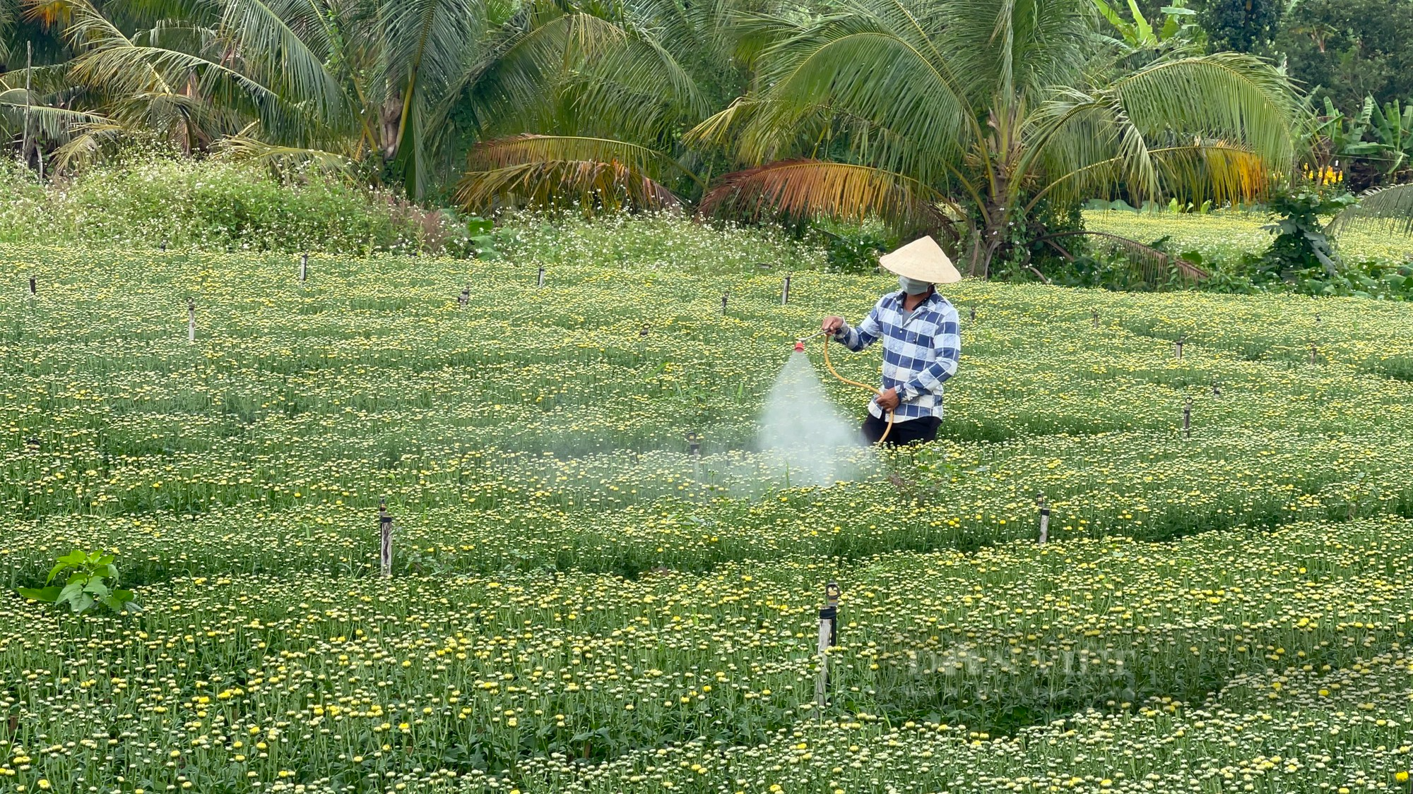 Nông dân huyện Thống Nhất (Đồng Nai) tất bật chuẩn bị vụ hoa Tết 2025