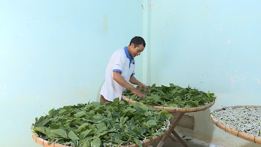 Nông dân huyện Lâm Hà (Lâm Đồng) khá lên nhờ trồng dâu nuôi tằm