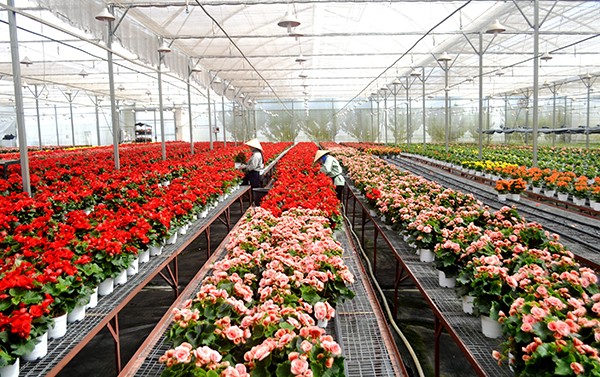 Lâm Đồng: Tọa đàm về chiến lược phát triển ngành hoa bền vững