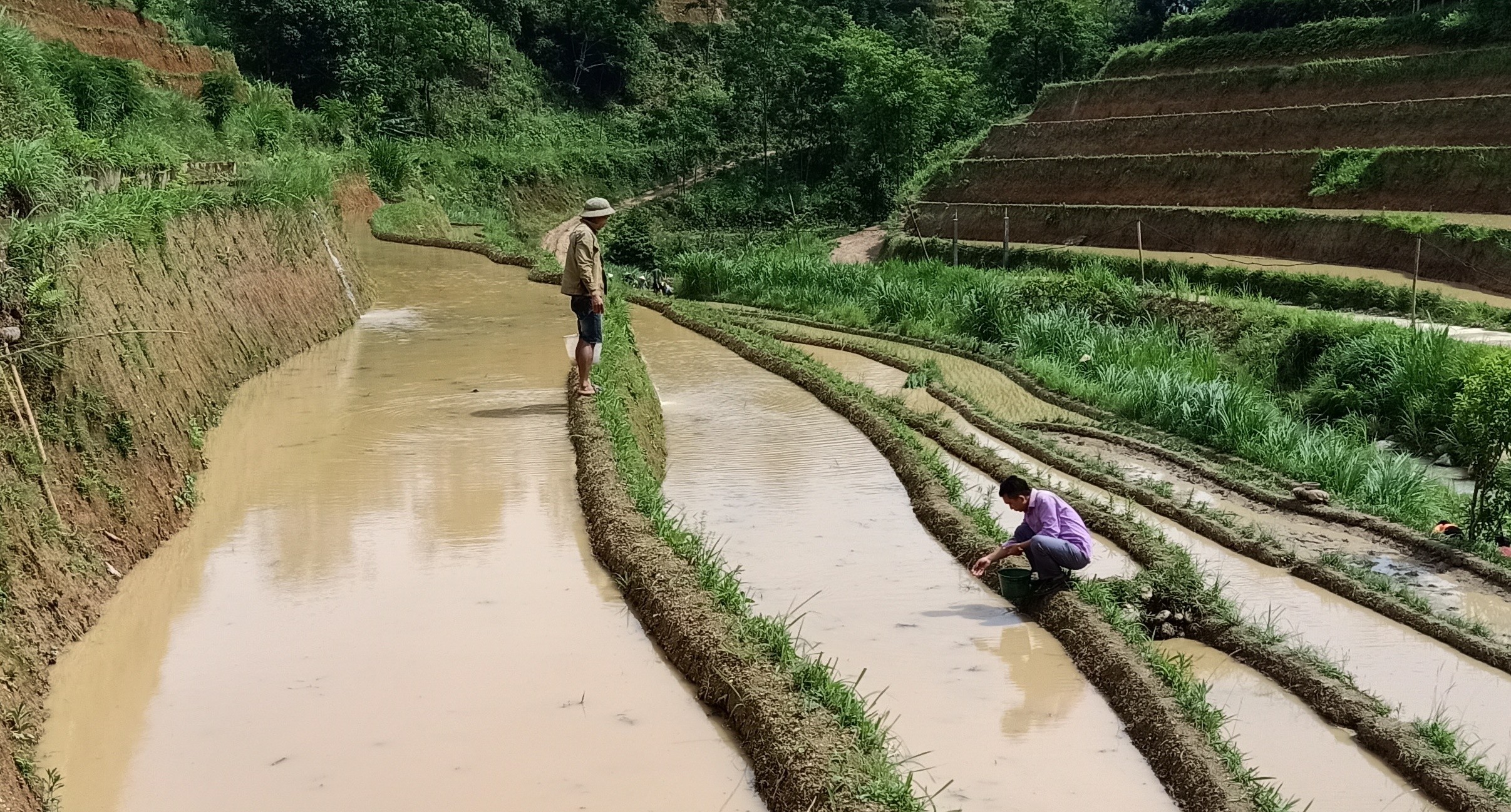 Mô hình nuôi cá chép trong ruộng bậc thang tại huyện Hoàng Su Phì, tỉnh Hà Giang