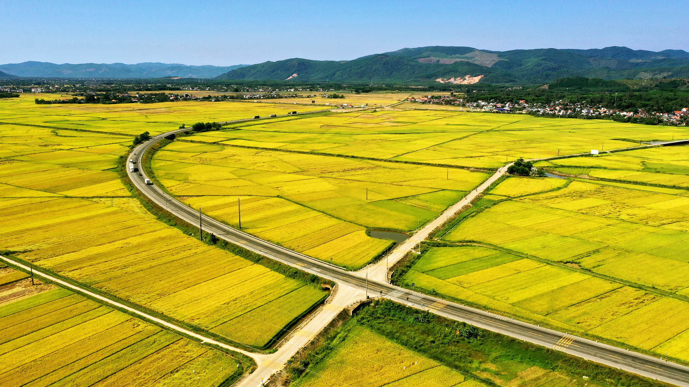 Quảng Ngãi: Năng suất lúa Hè -Thu 2024 ước đạt 60,51 tạ/ha