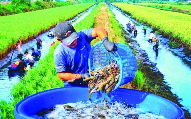 Chuyển đổi nông nghiệp sinh thái từ chính sách đến thực tiễn: Giải pháp cho chuyển đổi Hệ thống LTTP bền vững của Việt Nam