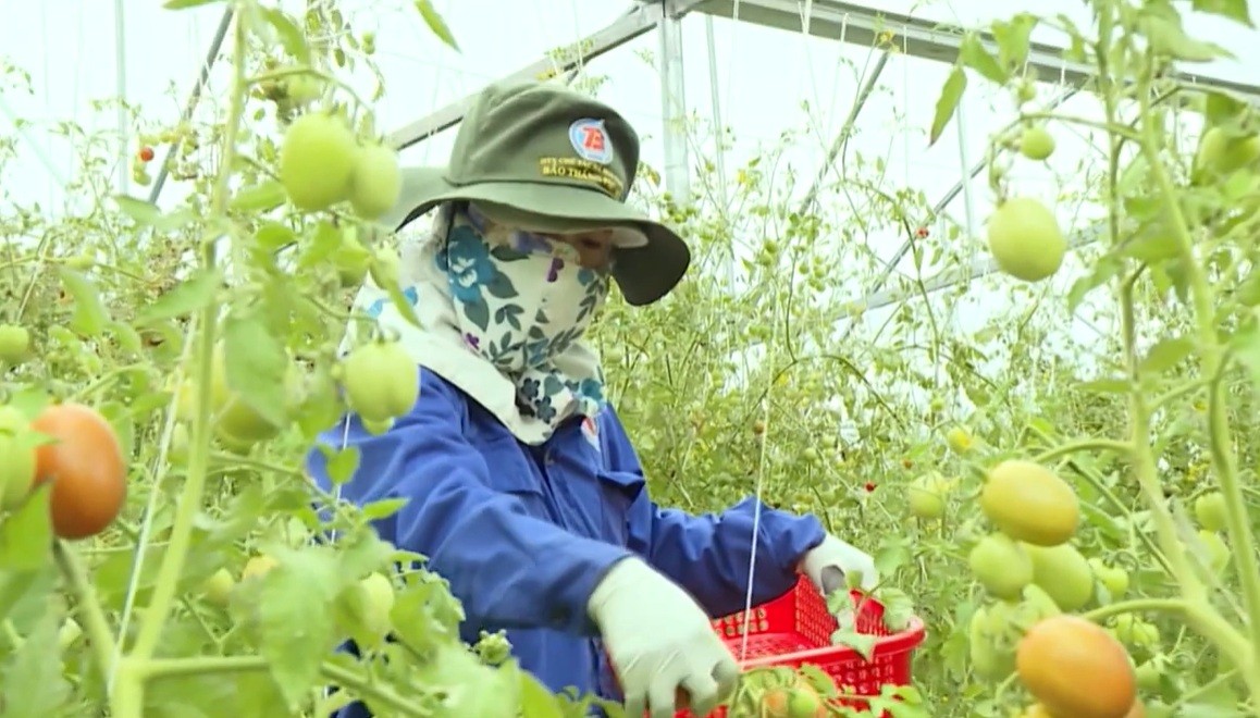 HTX Nông nghiệp Việt Nam: Bứt phá để phát triển bền vững