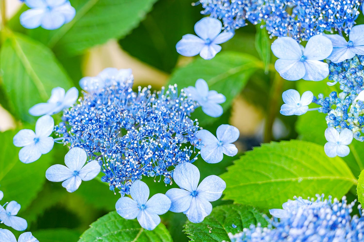 Hào khí Đào gia: Tiếp mạch nhân văn, dựng nền khoa học