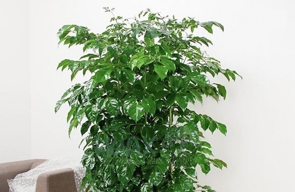 Cây Hạnh Phúc có gì đặc biệt?