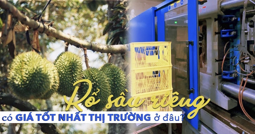 Tìm mua rổ nhựa đựng sầu riêng giá gốc tại xưởng ở đâu?