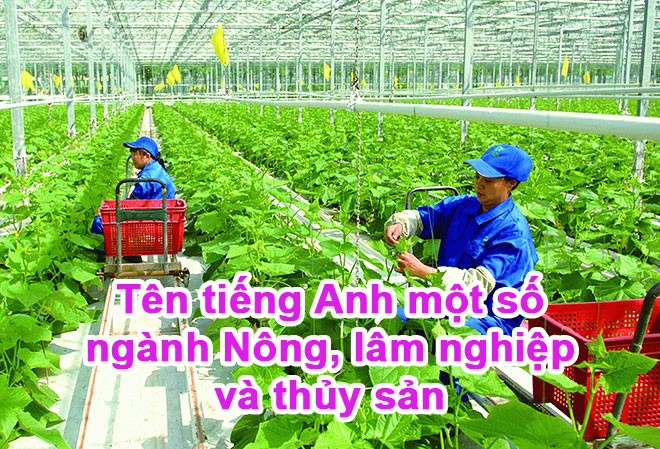ten-tieng-anh-mot-so-nganh-nong-lam-nghiep-va-thuy-san-1719967983.jpg