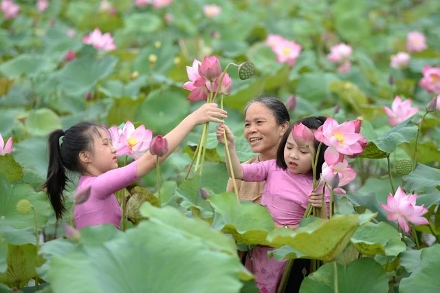 Bảo tồn và phát triển sen Hà Nội: Thực trạng, giải pháp và những vấn đề đặt ra