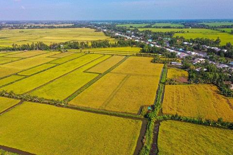 Đề án "phát triển bền vững 1 triệu ha lúa chuyên canh chất lượng cao, phát thải thấp gắn với tăng trưởng xanh vùng đồng bằng sông Cửu Long đến năm 2030".