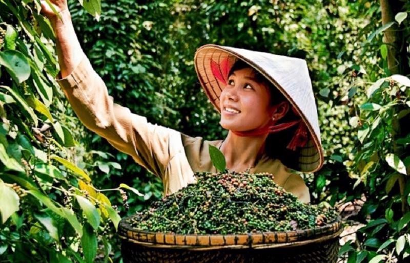 Hồ tiêu Việt Nam: Xuất khẩu tăng vọt, Mỹ trở thành thị trường lớn nhất