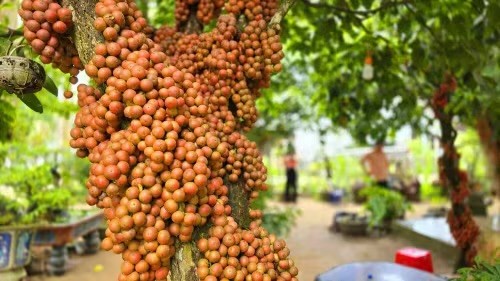 Vườn dâu da đỏ Gia Lai và câu chuyện làm du lịch độc đáo