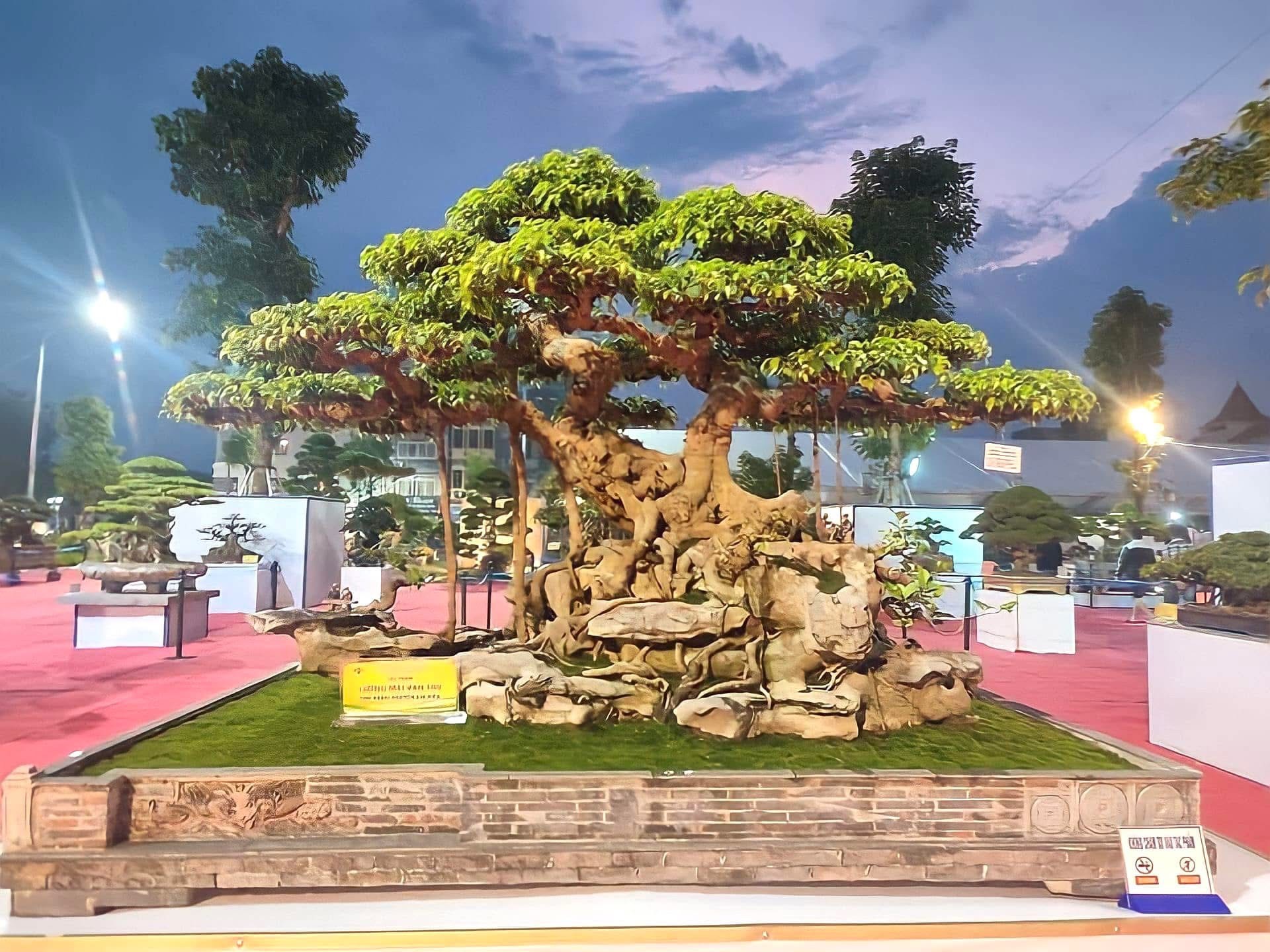 Tác phẩm Cây cảnh nghệ thuật “Lưỡng Mai Vạn Thọ": Bảo vật quý gắn với dòng họ Nguyễn Gia (Triều Khúc - Hà Nội)