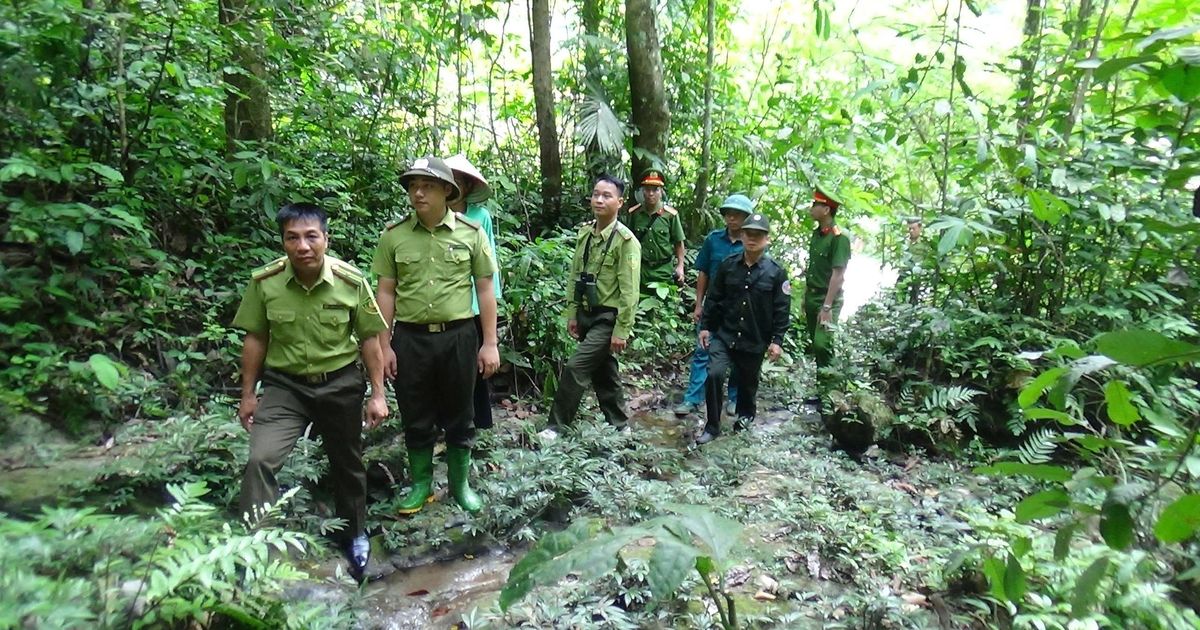 Tuyên Quang: Hạt Kiểm lâm Khu vực V bảo vệ, phát triển rừng