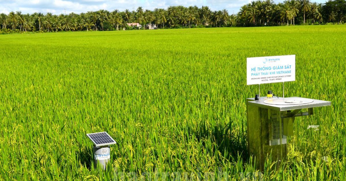 Một số giải pháp sáng tạo sản xuất lúa chất lượng cao, ít carbon ở đồng  bằng Sông Cửu Long (Bài 2)