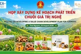 Thái Nguyên xây dựng kế hoạch nâng cấp chuỗi giá trị dong riềng, nghệ và bí xanh thơm