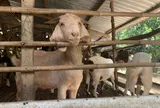 Mô hình nuôi dê nhốt chuồng trong vườn tiêu lợi nhuận khủng